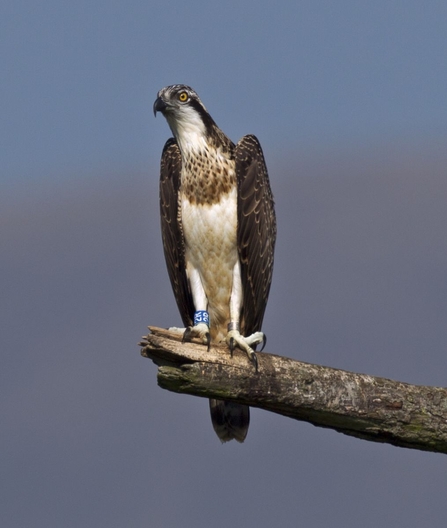 © MWT - Clarach, September 2013. Dyfi Osprey Project