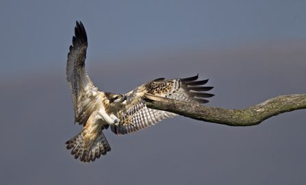 © MWT - Clarach. Dyfi Osprey Project