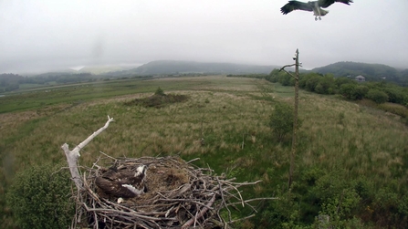 MWT - Intruder May 23rd 2017, Dyfi Osprey Project