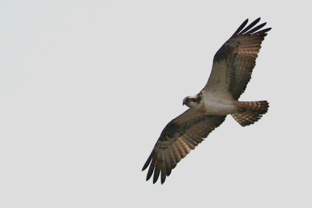 © John Williams - Osprey at Clywedog thought to be Dai Dot April 4th 2018