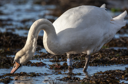 © Emyr Evans. Mute swan, ringed, Blue 7FCS, Menai Straits