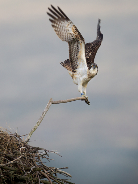 © MWT. Deri. Dyfi Osprey Project