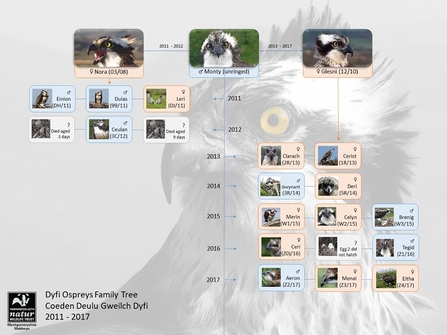 MWT - Dyfi Family Tree 2011-2017