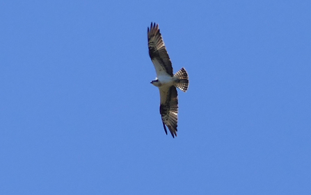 © MWT - Dylan, resident male ON5, intruding at Dyfi April 2017