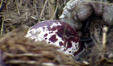 © MWT. First egg of 2017 season. Dyfi Osprey Project