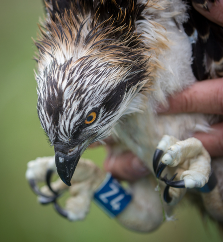 MWT - Eitha at ringing, June 2017. Dyfi Osprey Project