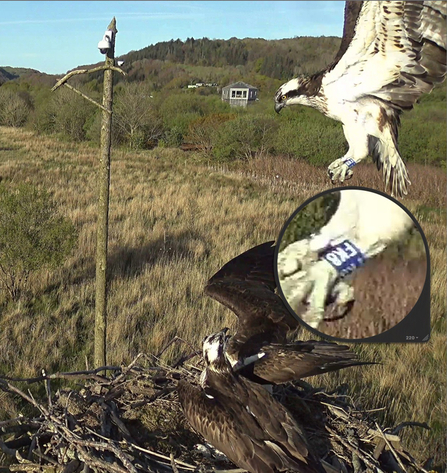 © MWT - Blue FK8, 3 year old Tweed Valley female, April 2017, Dyfi Osprey Project