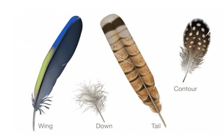 Bird feather types