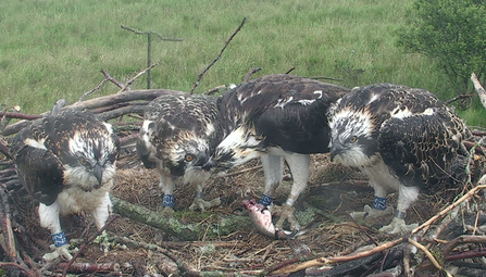 MWT - Aeron, Menai, Glesni, Eitha. Dyfi Osprey Project