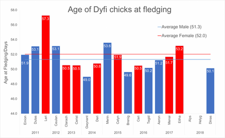 MWT - Age of Dyfi chicks at fledging, 2011 - Dinas 2018