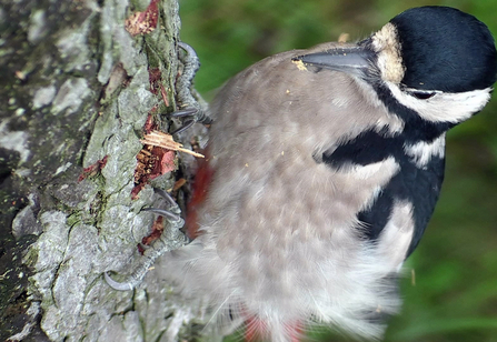 © MWT. Female great spotted woodpecker