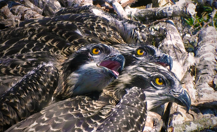 © BGGW - 2018 Glaslyn chicks