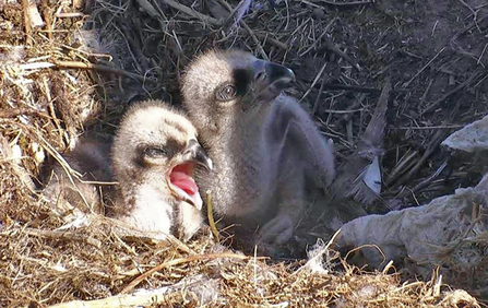 © Bywyd Gwyllt Glaslyn Wildlife - Glaslyn chicks 2016