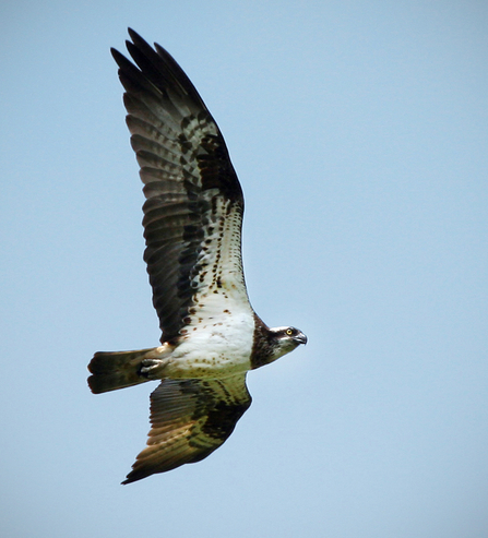 Glaslyn female