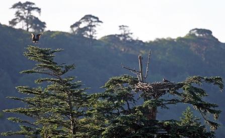 Glaslyn pair, nest 2005