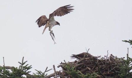 Fish delivery at Glaslyn