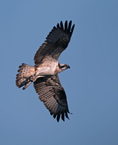 © MWT. Glesni. Dyfi Osprey Project