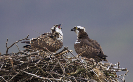 © MWT - Ceulan and Glesni, August 29th, 2012