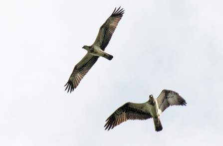 © Jamie Maclauchlan - Tegid, left, and Glesni over Cors Dyfi July 2016