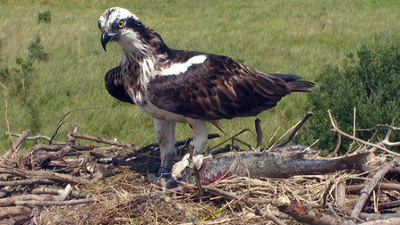 © MWT - Glesni with mullet