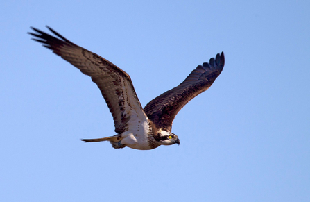 © MWT  - Glesni, 2016