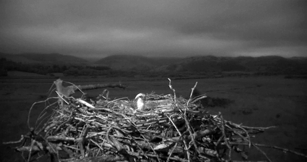 © MWT - Glesni incubates first egg May 22nd 2013