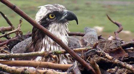 © MWT. Glesni