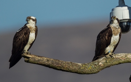 © MWT - Monty and Glesni