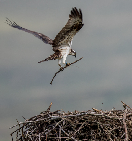 © MWT. Glesni. Dyfi Osprey Project