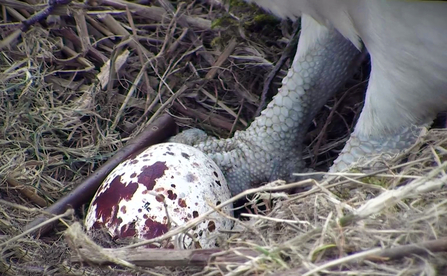 © MWT. Glesni, first egg, 2016, Dyfi Osprey Project