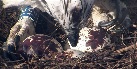 © MWT - Glesni and eggs 2017