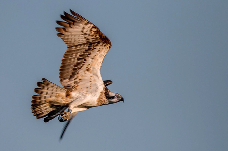 © MWT - Glesni 2017