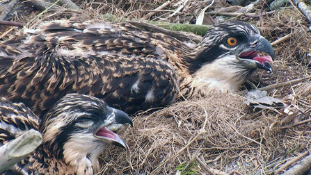 © MWT. Chicks 30 and 25 days old, June 2016, Dyfi Osprey Project