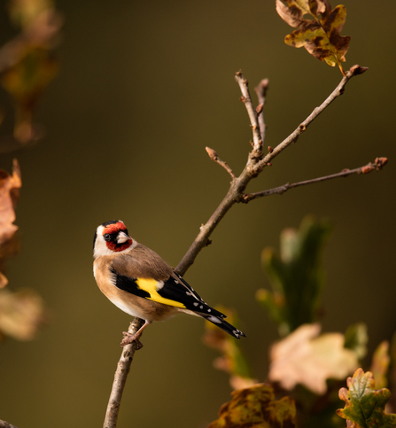 Goldfinch