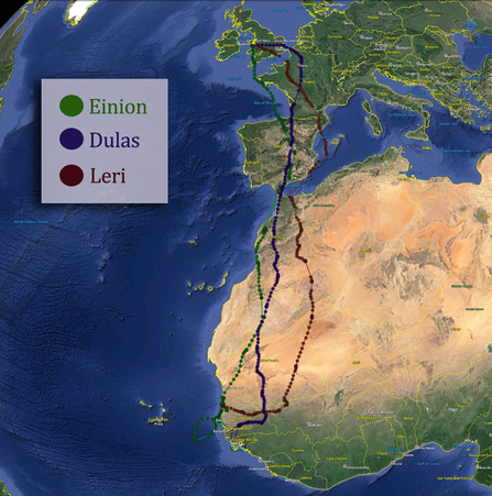 © MWT - Einion, Dulas, Leri tracked migration route. Dyfi Osprey Project