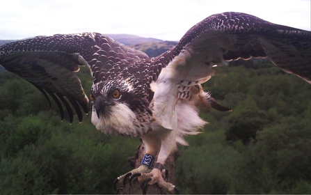 © MWT - Helyg on the feeding perch