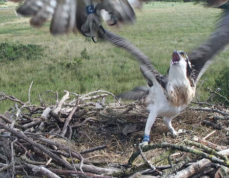 © MWT. Tegid, Blue 24. Dyfi Osprey Project