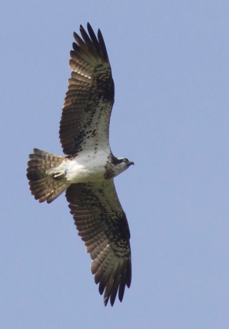 © Kath Williams. Unidentified intruder at Dyfi July 2018