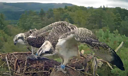 © Forestry Commission Scotland, LH0, LH1, Aberfoyle nest