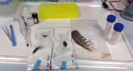 DNA research - prep for extracting DNA from osprey feathers