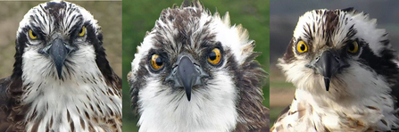 © MWT. Glesni, Monty, Blue 24. Dyfi Osprey Project