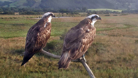 © MWT. Monty, Blue 24. Dyfi Osprey Project