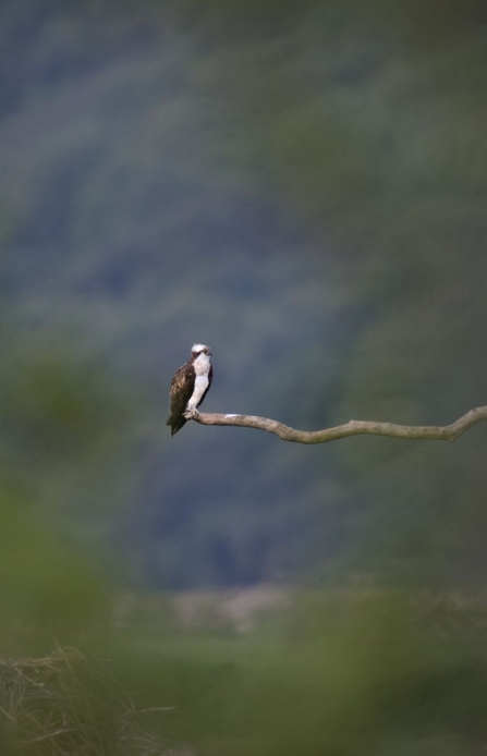 © MWT. Monty. Dyfi Osprey Project