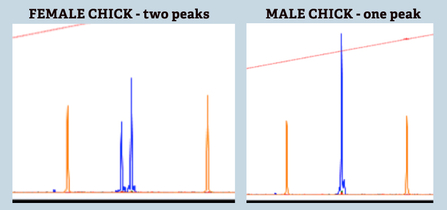 DNA research, markers