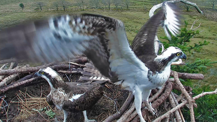 © BGGW - Unringed male, Glaslyn nest April 7th, 2016