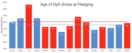 MWT - Age of Dyfi Chicks at Fledging, 2011 - Menai 2017