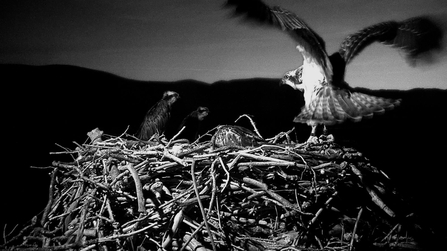 MWT - Menai lands back on the nest after falling overnight, July 2017