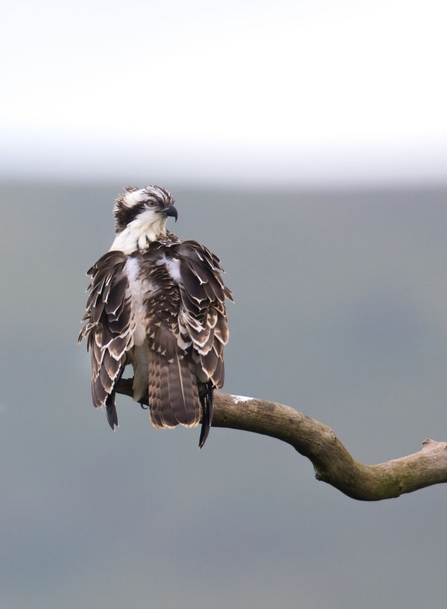 © MWT - Merin, 2015. Dyfi Osprey Project