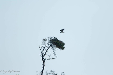 © Vagn Donskov - Merin's nest, Denmark, 2018