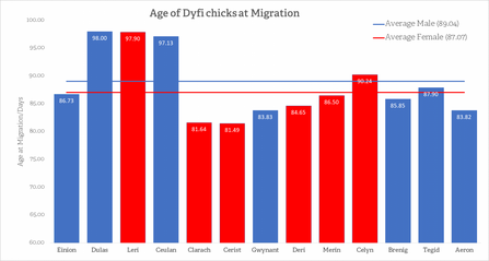 MWT - Age of Dyfi Chicks at Migration, 2011 - Aeron 2017